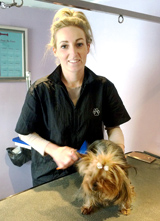 dog_grooming_online_course